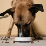 Slow feeder bowls for dogs: dog eating from a slow feeder bowl