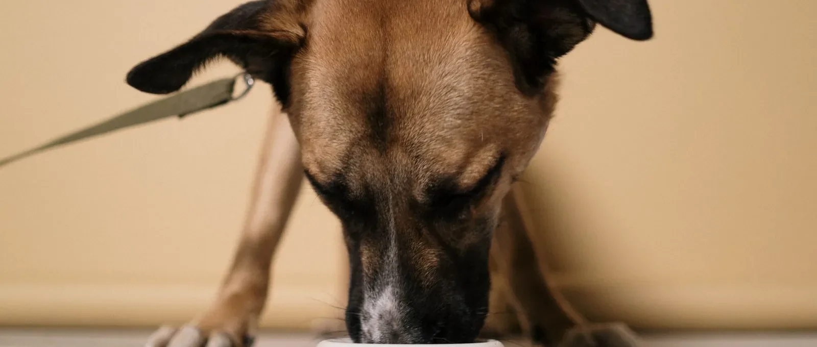 Slow feeder bowls for dogs: dog eating from a slow feeder bowl
