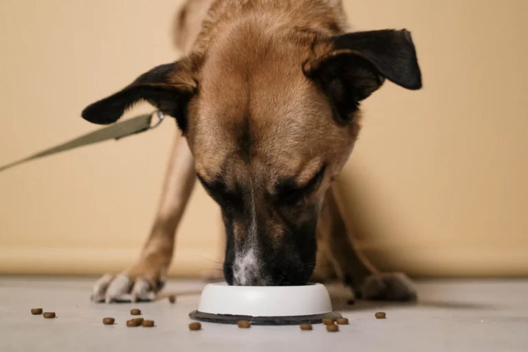 Slow feeder bowls for dogs: dog eating from a slow feeder bowl