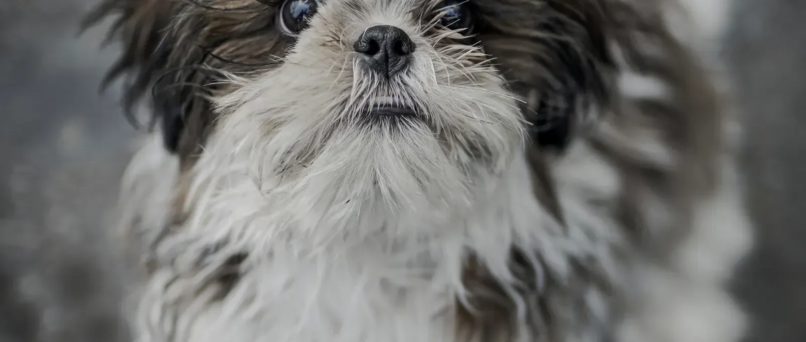 Cute small to medium dog — 10 small-to-medium dog breeds perfect for families