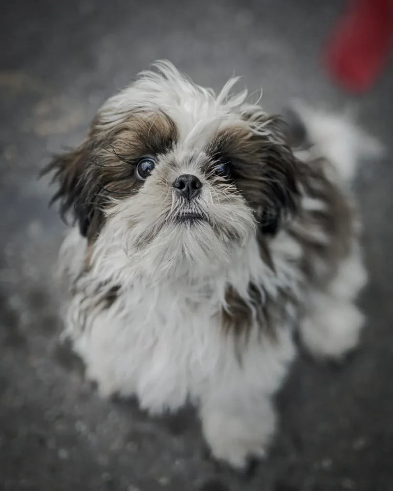 Cute small to medium dog — 10 small-to-medium dog breeds perfect for families