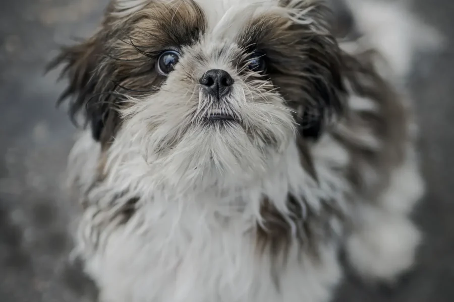 Cute small to medium dog — 10 small-to-medium dog breeds perfect for families