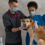 Puppy at the vet — does pet insurance cover spaying and neutering?