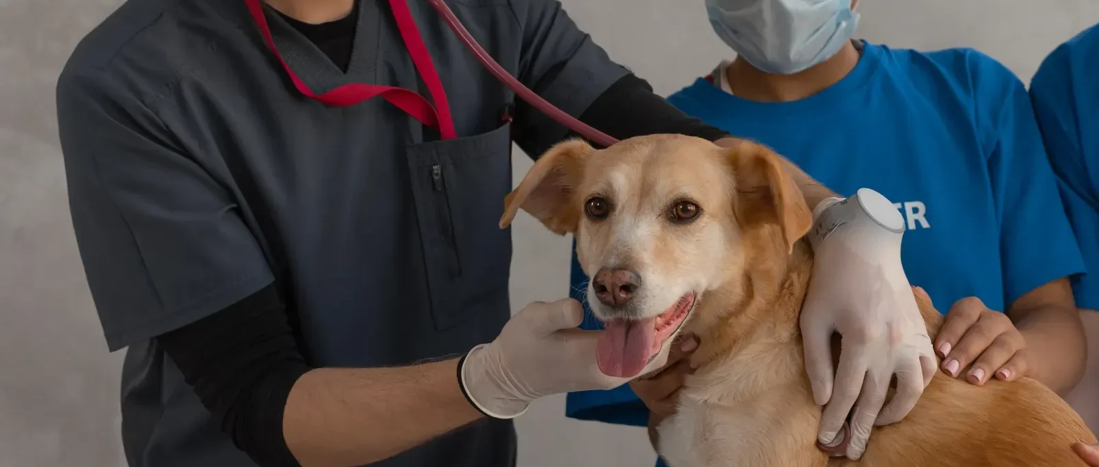 Puppy at the vet — does pet insurance cover spaying and neutering?