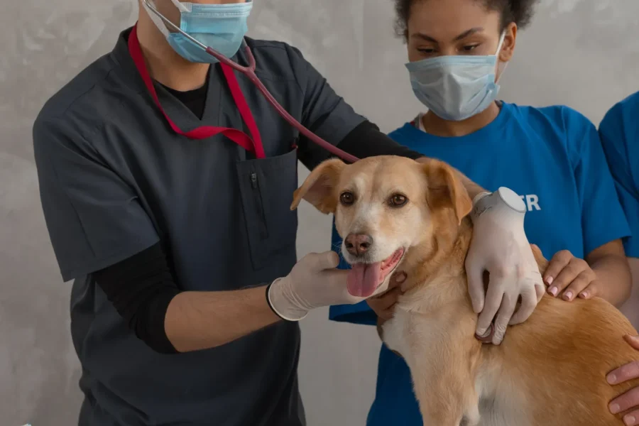 Puppy at the vet — does pet insurance cover spaying and neutering?