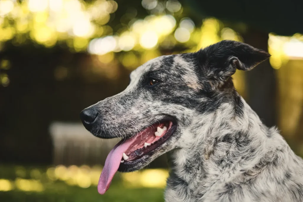 Dog Anxiety Symptoms: The Complete Pet Parent's Guide to Recognizing, Understanding & Treating Canine Anxiety 12 Stressed dog panting — panting without heat or exercise
