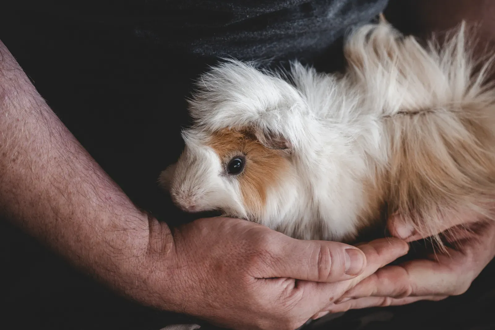 Syringe feeding a guinea pig
