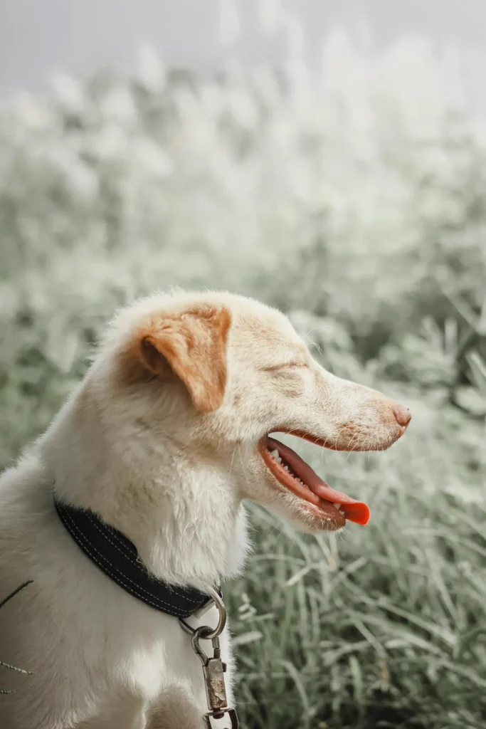 Dog panting on a hot day — heat raises normal water intake