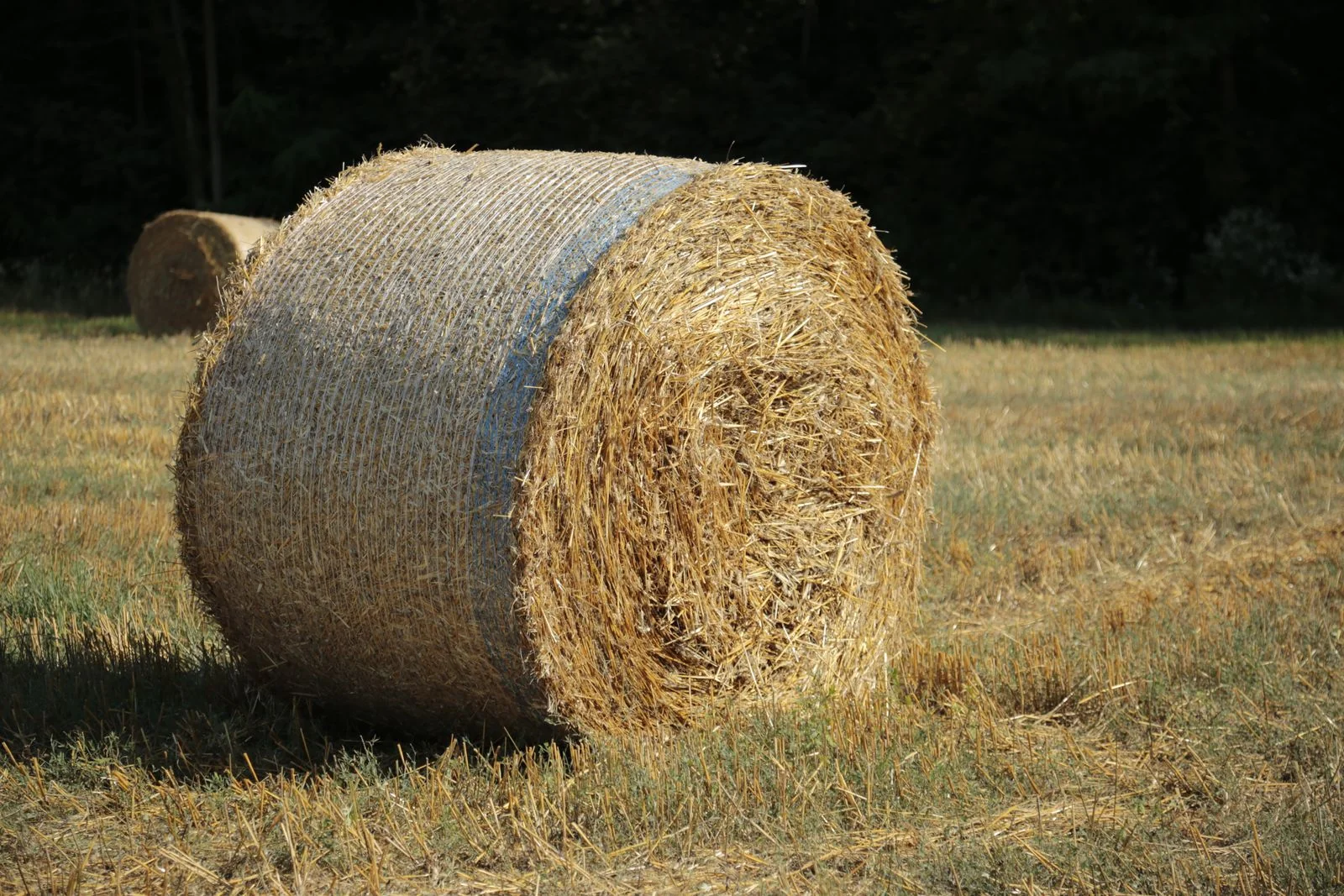 Best Hay for Guinea Pigs: Timothy vs Orchard vs Alfalfa (2026 Guide) 12 Timothy hay compared with orchard grass hay