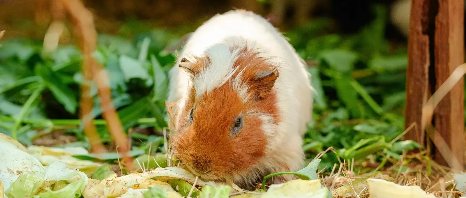 Guinea pig eating fresh vegetables — know the foods guinea pigs can't eat before you feed