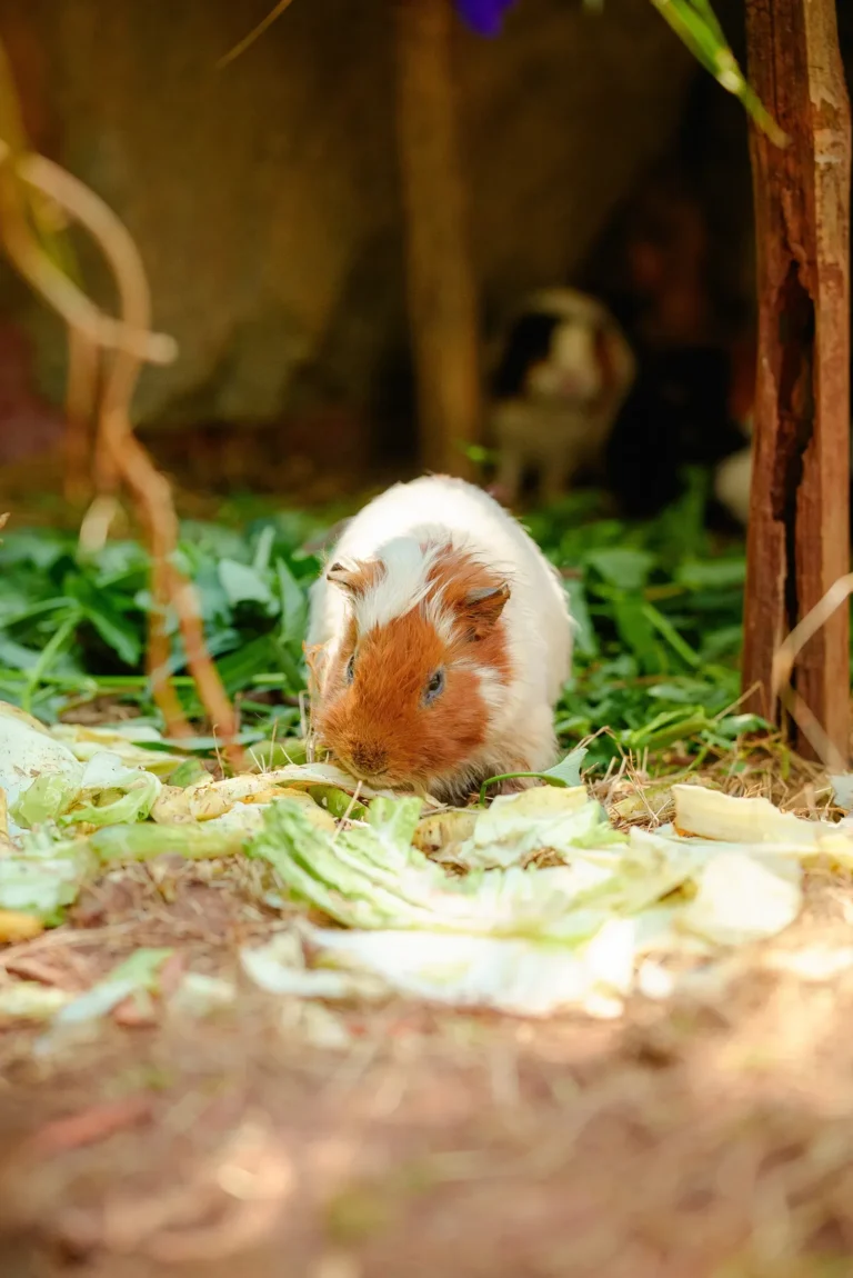 Guinea pig eating fresh vegetables — know the foods guinea pigs can't eat before you feed