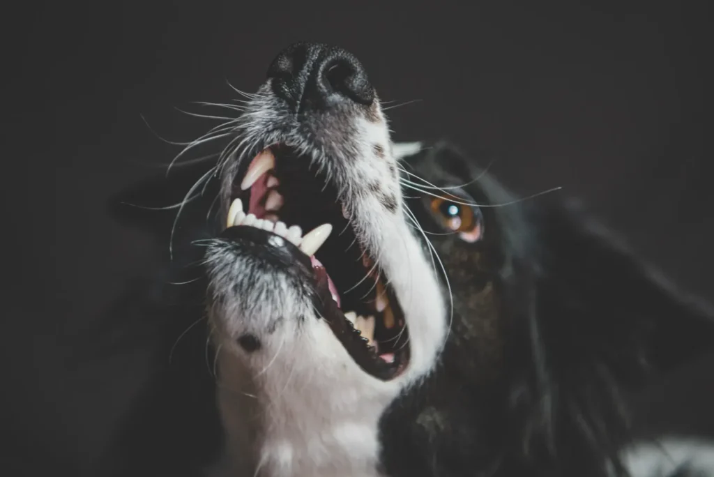 Dog Anxiety Symptoms: The Complete Pet Parent's Guide to Recognizing, Understanding & Treating Canine Anxiety 13 Trembling dog — shaking signals fear and anxiety