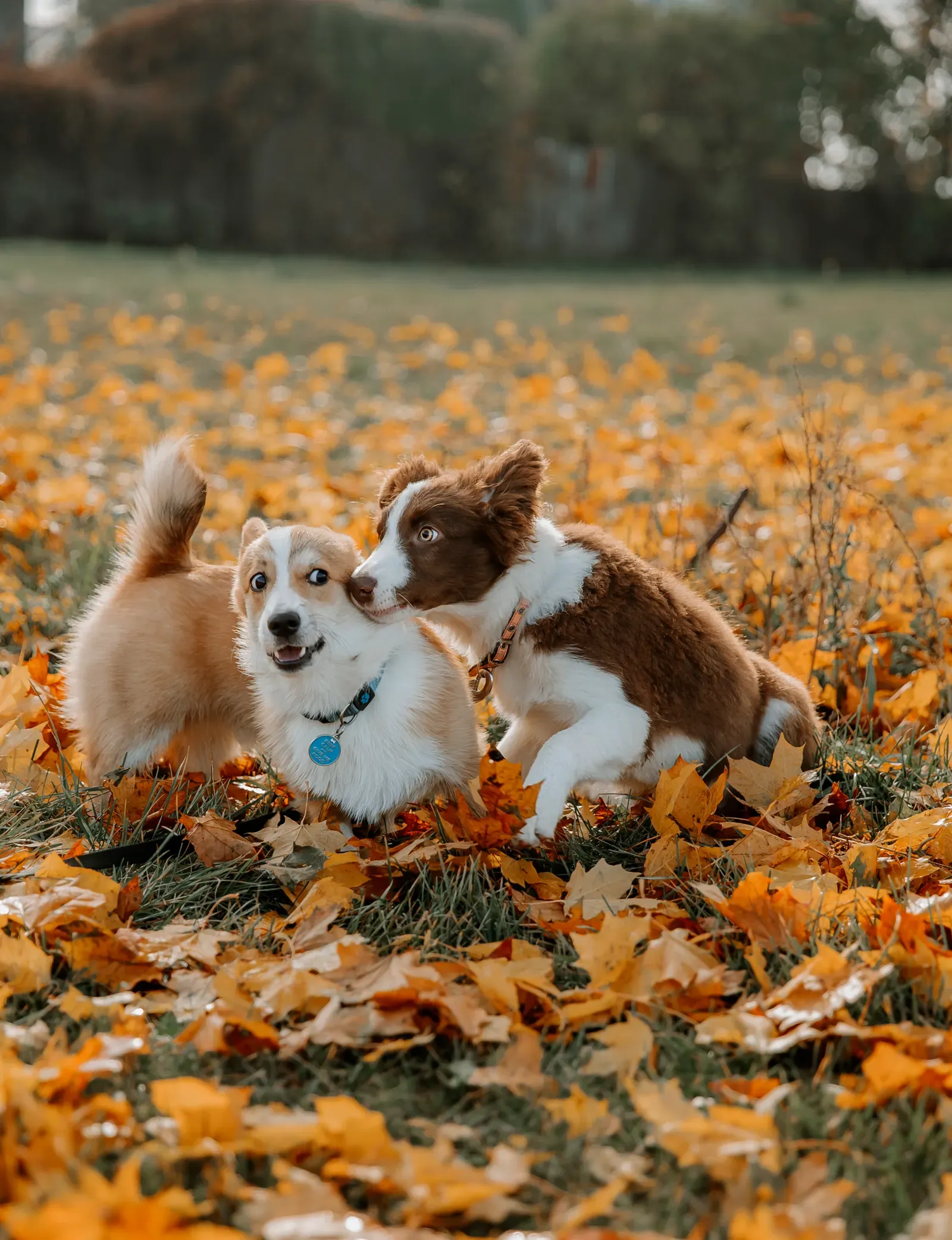 Best Pet Insurance for Multiple Pets (2026 Guide) 12 Two dogs playing — insuring multiple pets on one plan