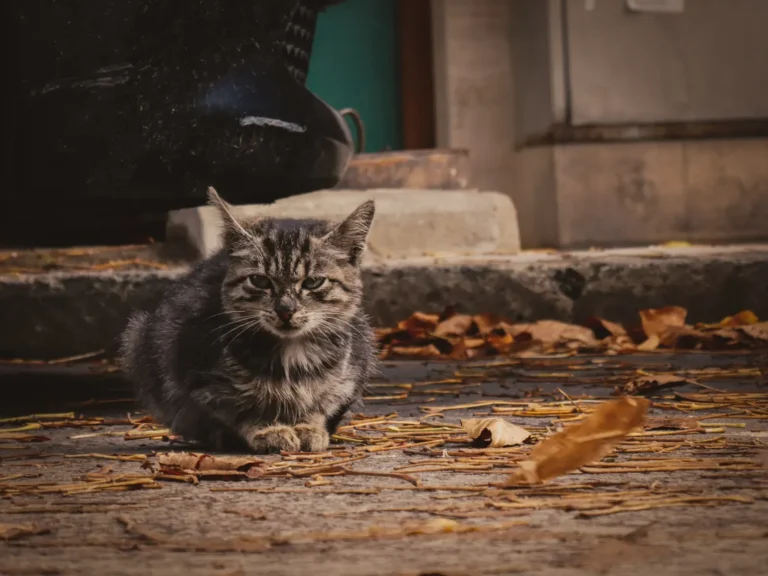 Lonely cat — 8 things owners do that crush a cat's spirit