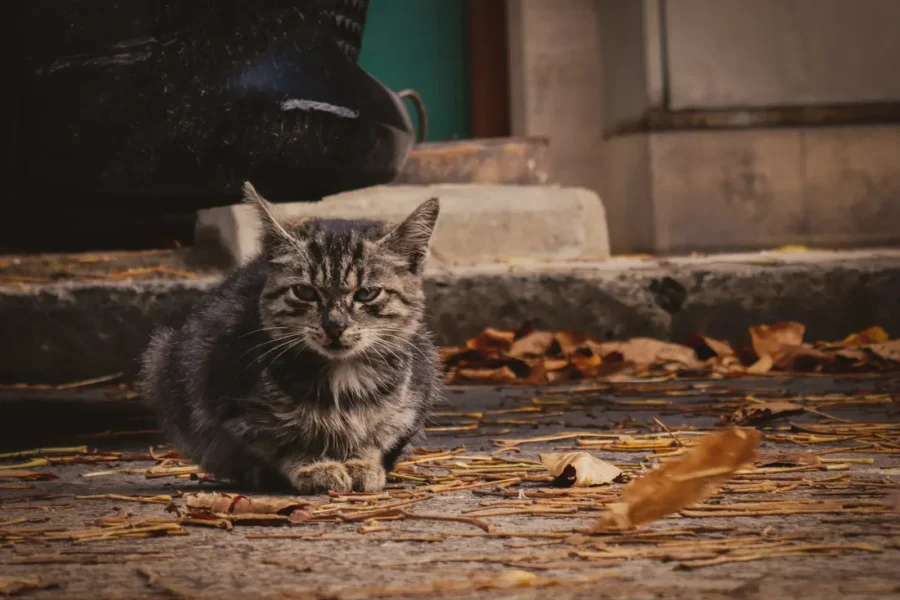 Lonely cat — 8 things owners do that crush a cat's spirit