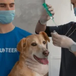 Dog receiving a vaccination from a veterinarian — standard policies don't cover vaccines