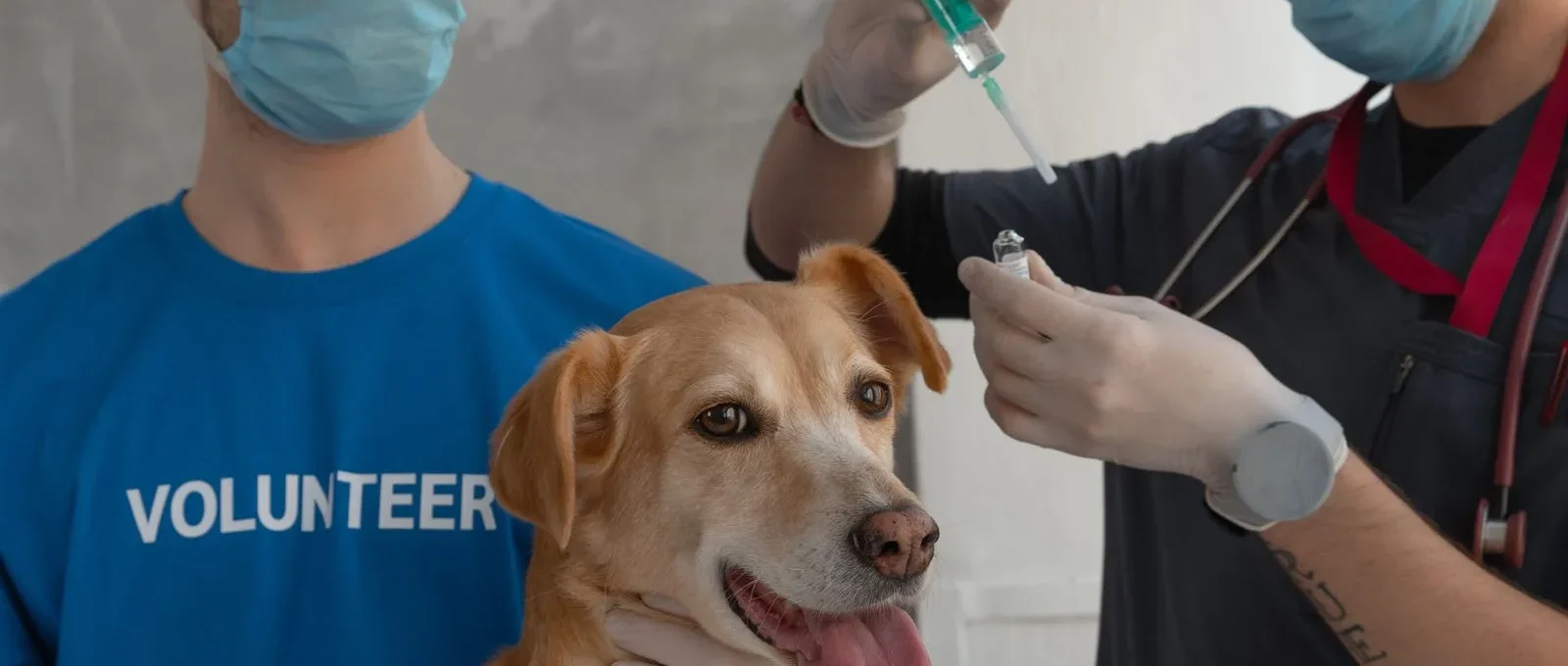 Dog receiving a vaccination from a veterinarian — standard policies don't cover vaccines