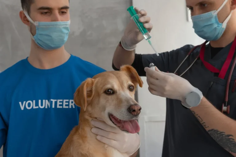 Dog receiving a vaccination from a veterinarian — standard policies don't cover vaccines