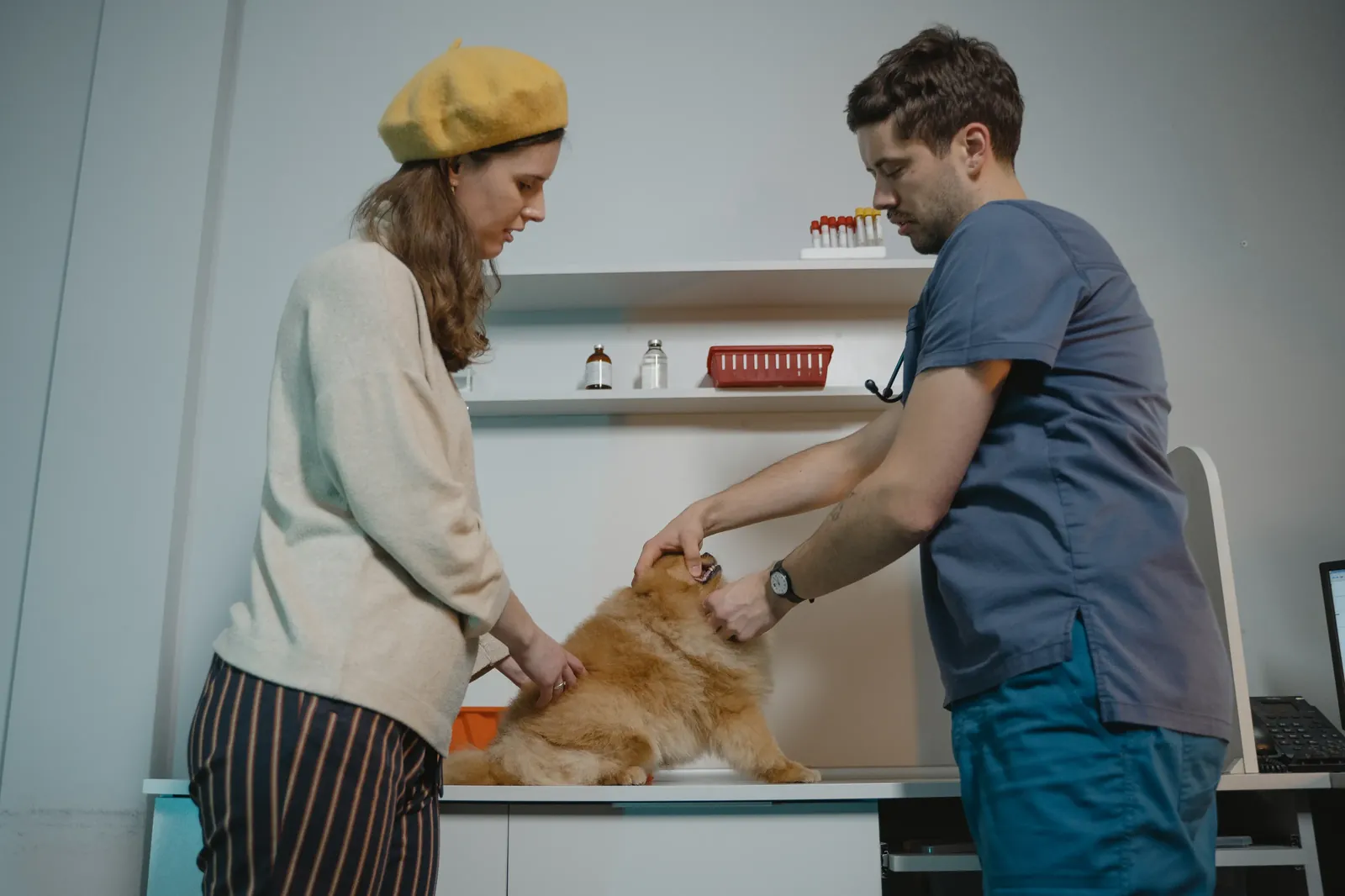 Veterinary clinic where spay and neuter surgeries are performed