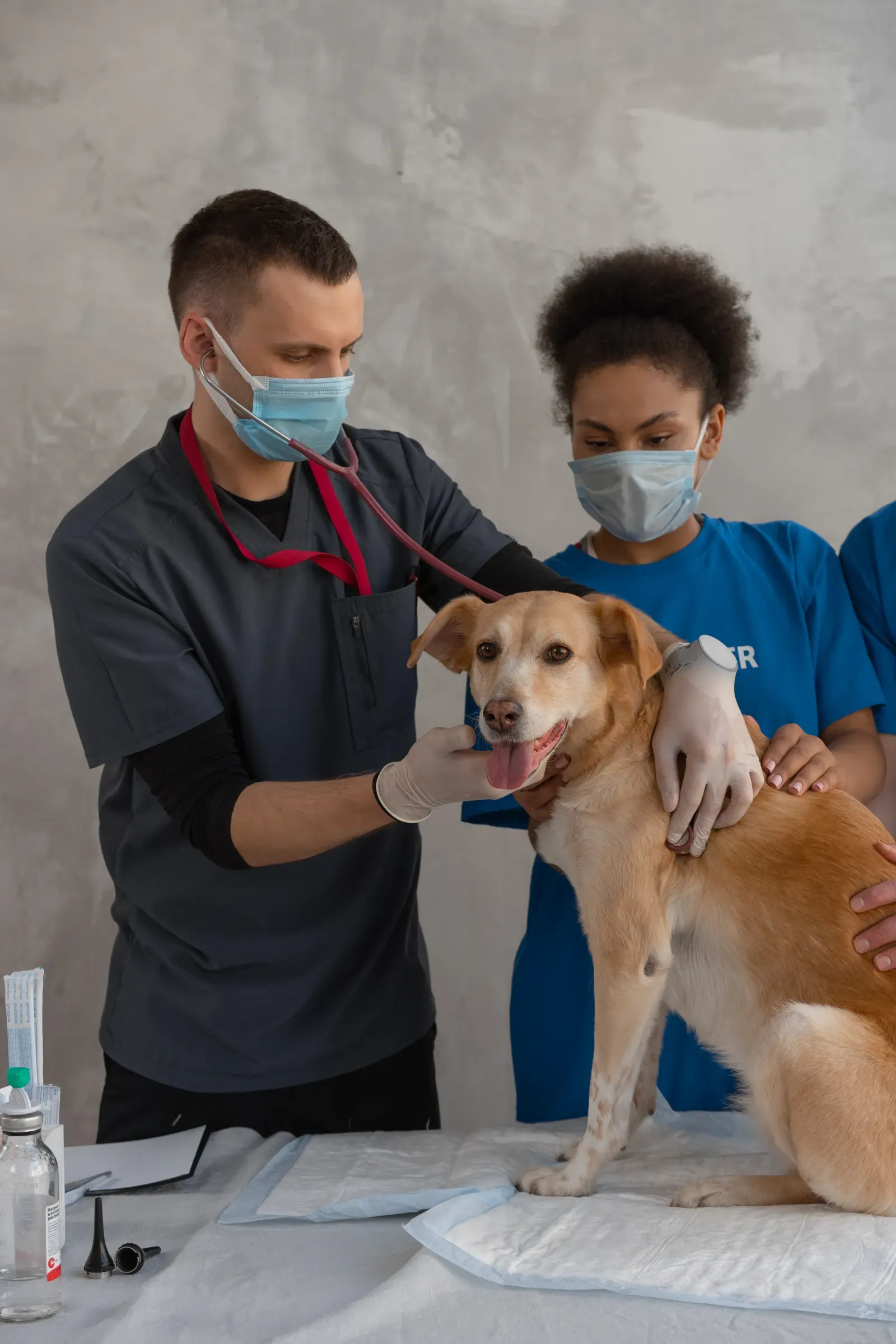 Pet Insurance Deductible Explained: How to Choose Yours 14 Veterinarian examining a dog
