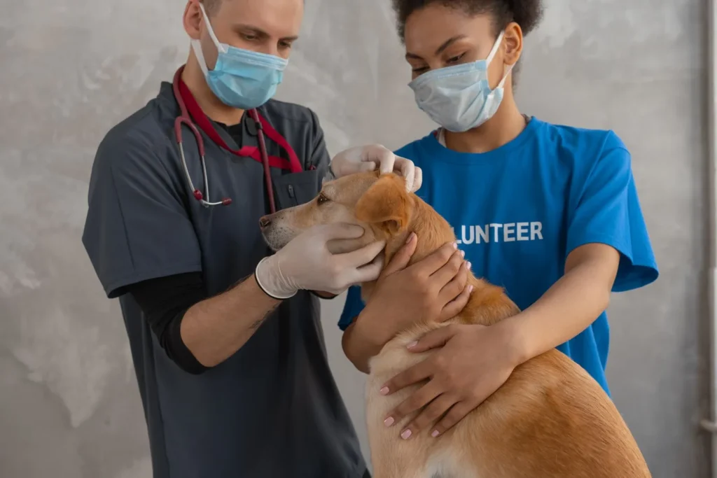 Why Is My Dog Itching So Much? 7 Causes and Fixes 12 Vet examining a dog's skin — when itching needs a diagnosis