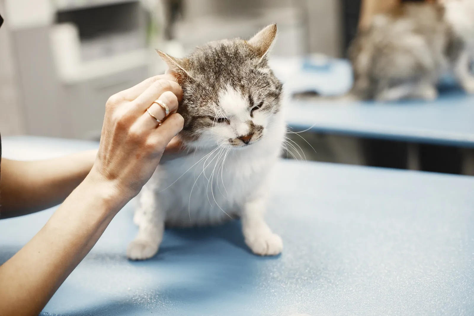 Is Pet Insurance Worth It for Indoor Cats? (2026) 13 Veterinarian examining an indoor cat during a checkup