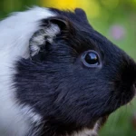 vitamin c guinea pigs featured