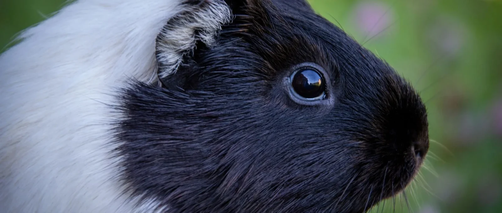 vitamin c guinea pigs featured