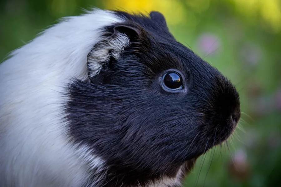 Vitamin C for Guinea Pigs: How Much They Need, Best Sources & Scurvy Warning Signs 16 vitamin c guinea pigs featured