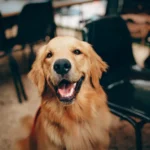 Dog waiting patiently — pet insurance waiting periods work the same way