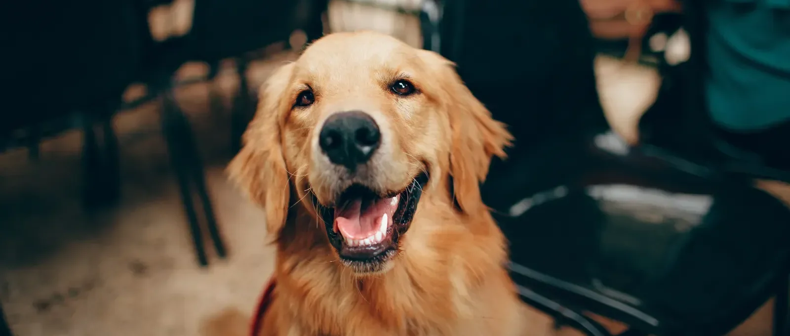 Dog waiting patiently — pet insurance waiting periods work the same way