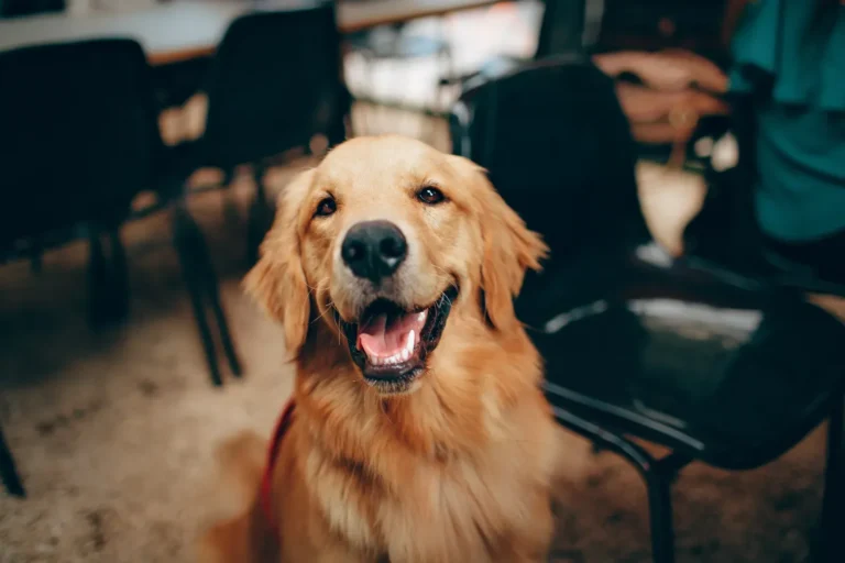 Dog waiting patiently — pet insurance waiting periods work the same way