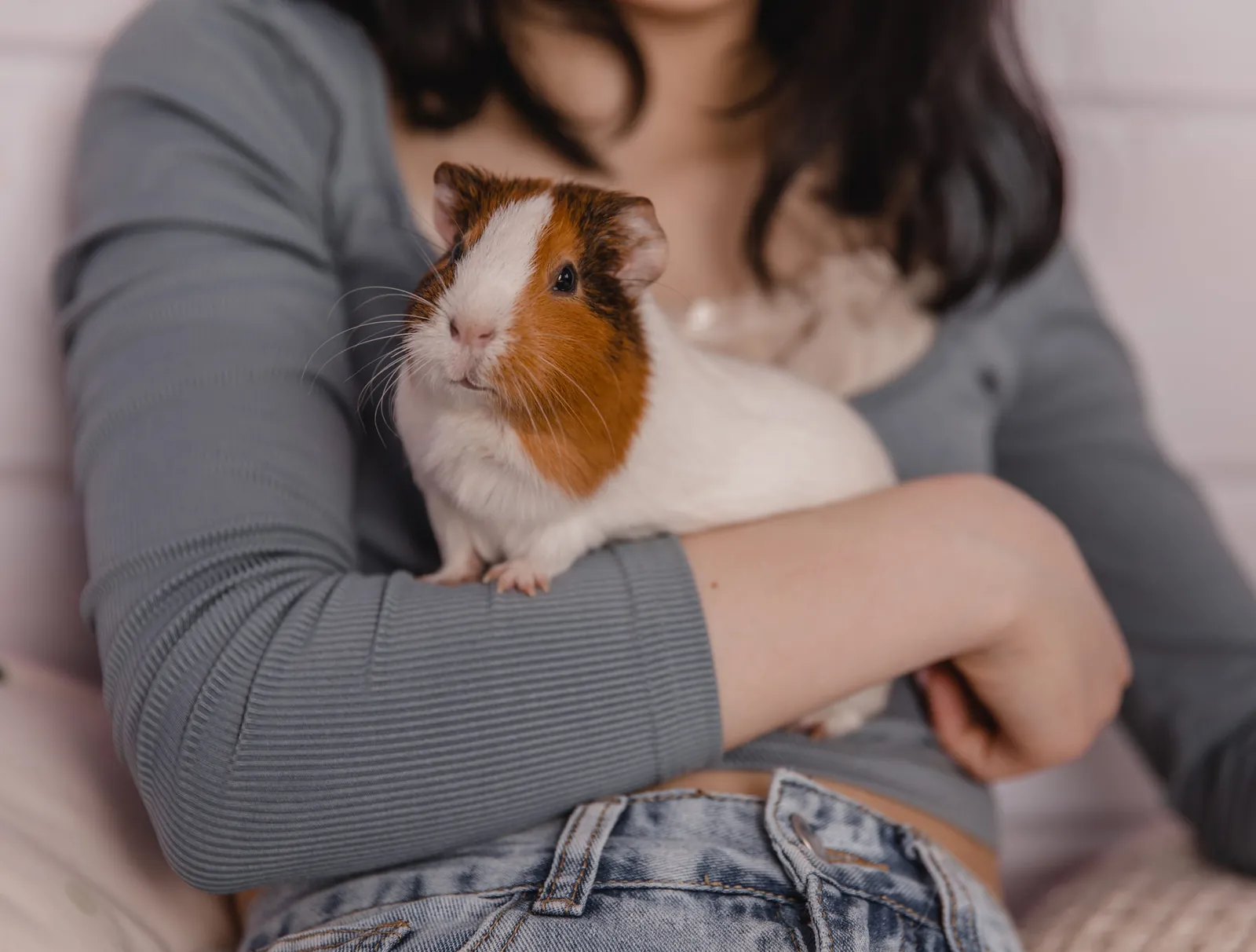 Why Is My Guinea Pig Losing Weight? 5 Causes (And the Weekly Weigh-In That Catches It Early) 12 Owner weighing a guinea pig in a bowl on a kitchen scale at the same time each week.