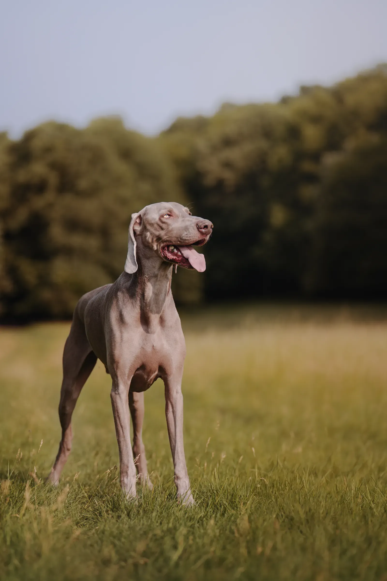 Weimaraner with striking light-colored eyes
