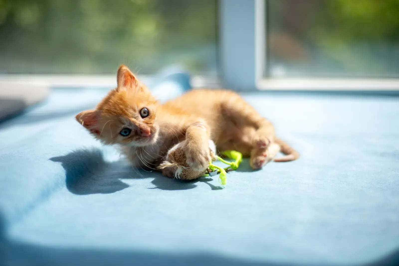 Pet Insurance for Cats With Chronic Conditions (2026) 12 Young healthy kitten, the best time to enroll in pet insurance before chronic conditions develop